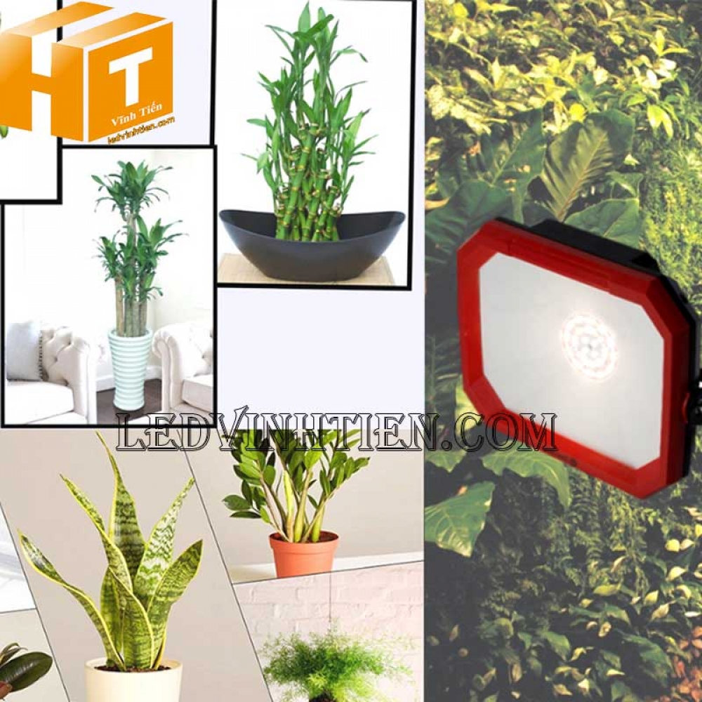 Đèn led trồng cây 50W Rạng Đông