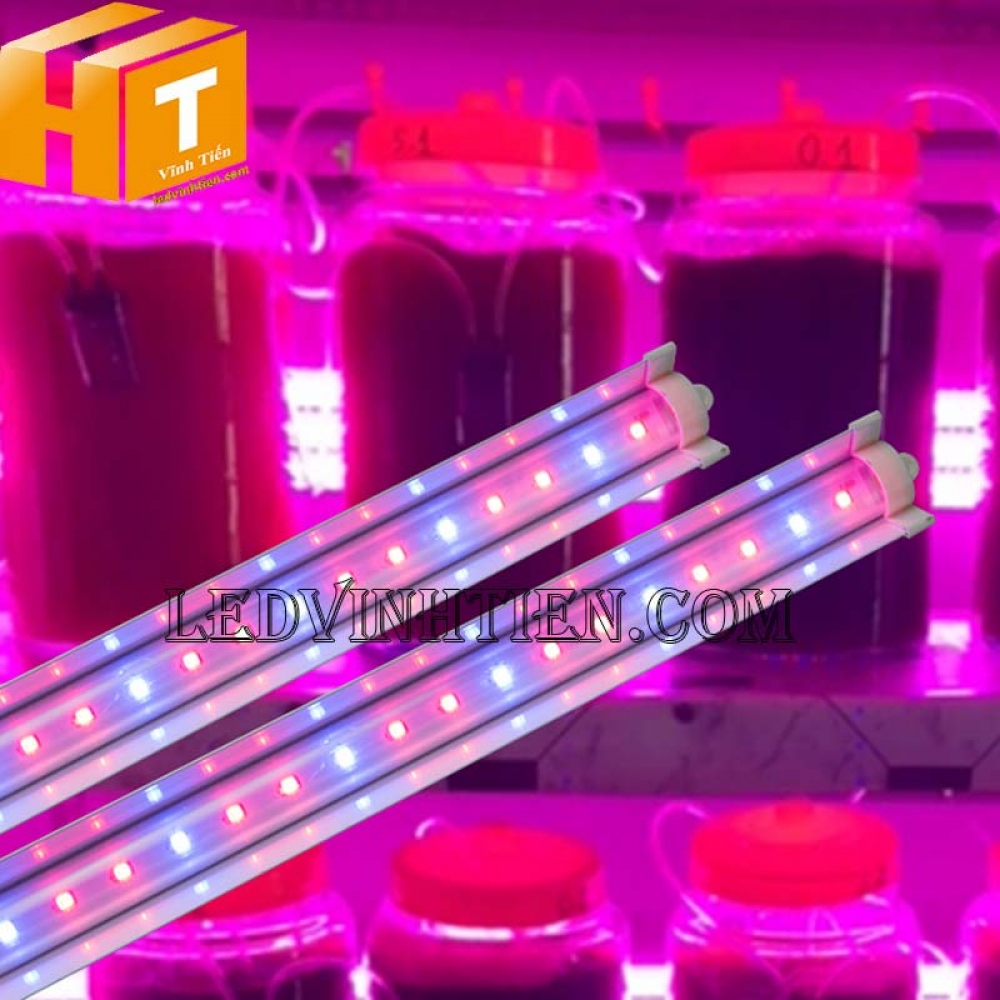 Đèn led chuyên dụng nuôi tảo Rạng Đông