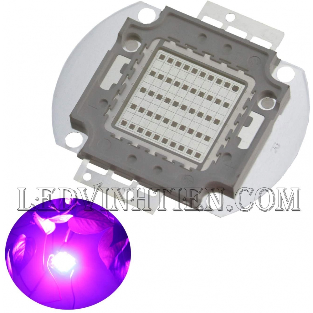 Tim đèn pha 50W màu tím