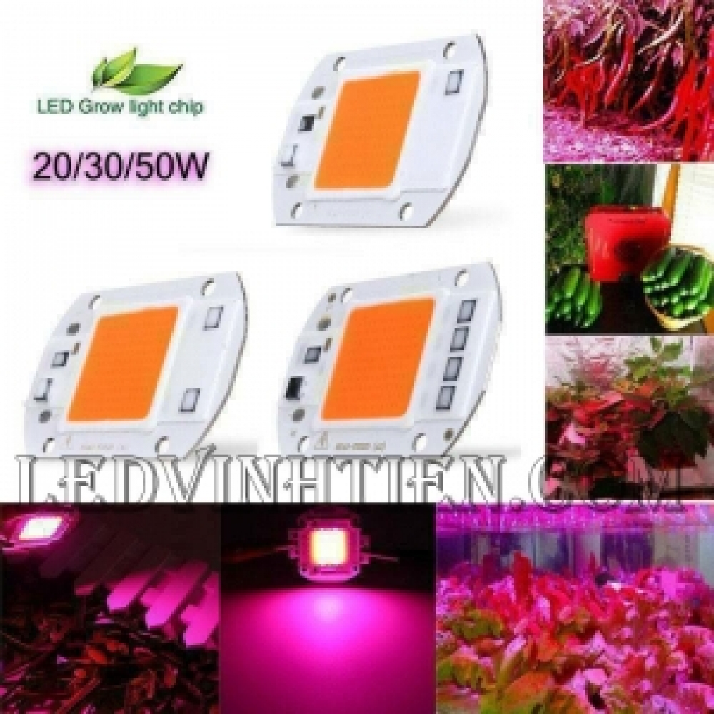 Tim led 50W đèn nông nghiệp