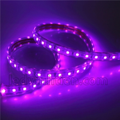 Led Dây 5050 220V Màu Tím