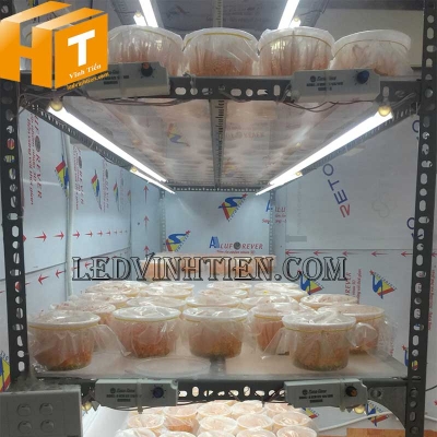 Đèn led nuôi đông trùng hạ thảo Rạng Đông