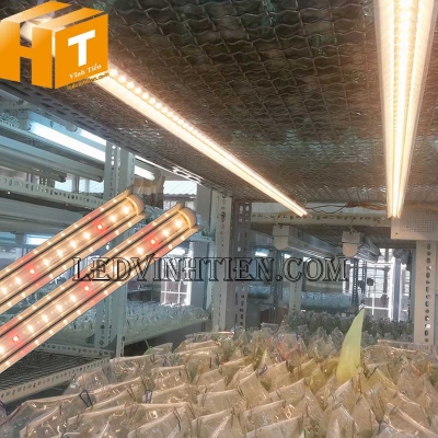Đèn led nuôi cấy mô 1.2M WR Rạng Đông