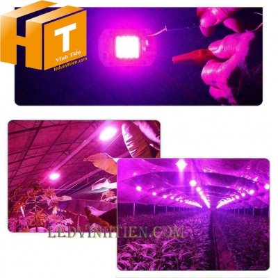 Tim led 50W đèn nông nghiệp